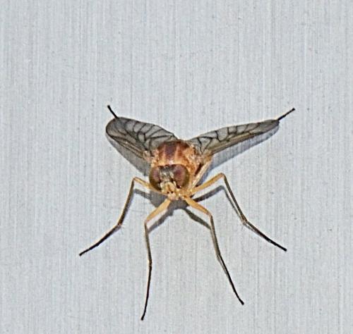 Réf. 304 351 : Chrysopilus laetus